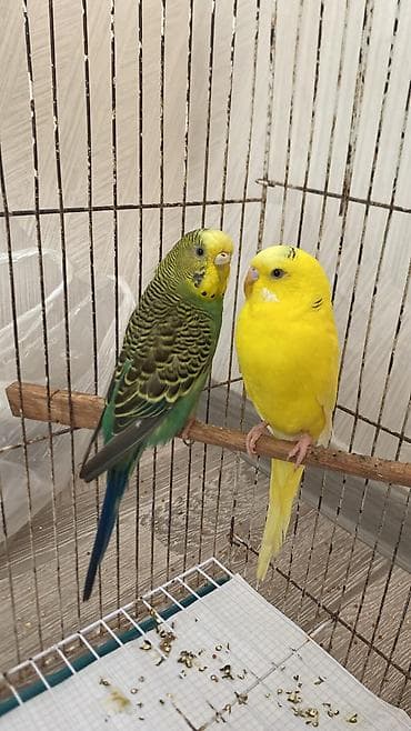 Məhsul: Cüt dalğalı tutuquşu (budgerigar) Təsvir: - Rənglər: biri