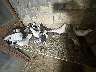 dovşan evi: Məhsul: Ev göyərçinləri kolleksiyası Təsvir: - Şəkillərdə müxtəlif — 3