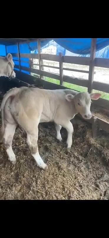 Gəmiricilər: Satılır: Ətlik buzov - Cinsə bənzər: ağ rəngli, ətlik istiqamətli — 8