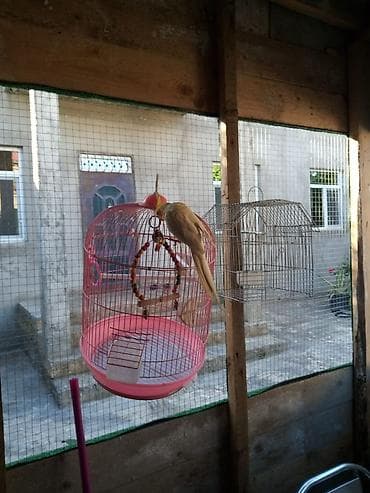 hid quşu: Əl quşu ev quşu — 1