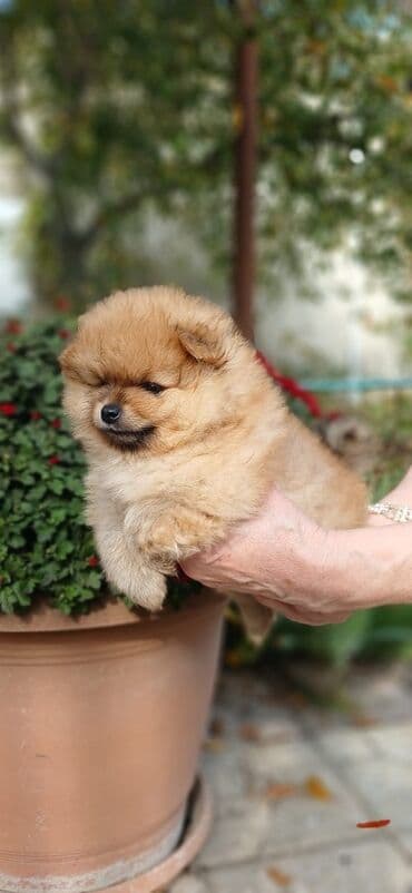 Şpitz, 1 ay, Dişi, Ünvandan götürmə