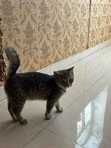 şotlan pişik: Şotland yastı qulaq — 7