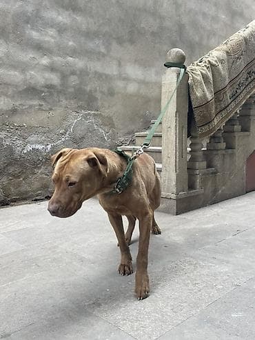 itler davasi: Pitbul, 1 il, Dişi, Sənədli, Ünvandan götürmə — 5