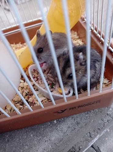 matras 2 neferlik: Qəfəs aksesuarlar su qabı yem qabı 3 əd xamyak 35 Azn — 4