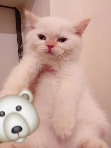 Digər heyvanlar: Britan, Erkək, Yaxşı əllərə — 1