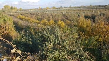 ucuz hotel: 1000 sot, Kənd təsərrüfatı, Makler, Kupça (Çıxarış) — 10