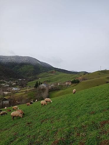 Dişi, il: 1, Damazlıq, Südlük, Ətlik, Ünvandan götürmə