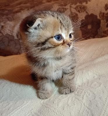 pişiy: Şotland yastı qulaq — 2