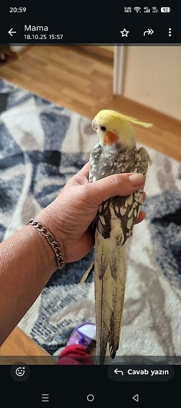 С/х животные и товары: Əlavə məlumat üçün nömrəylə əlaqə saxlayın — 2