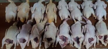 en iri it cinsi: Satılır — 6