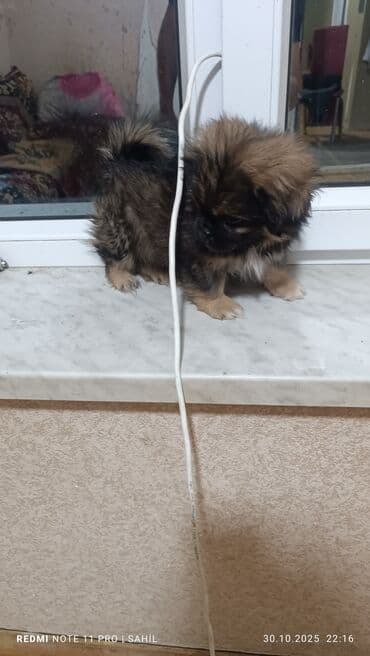 Pekines, 2 ay, Erkek, Peyvəndli, Pulsuz çatdırılma