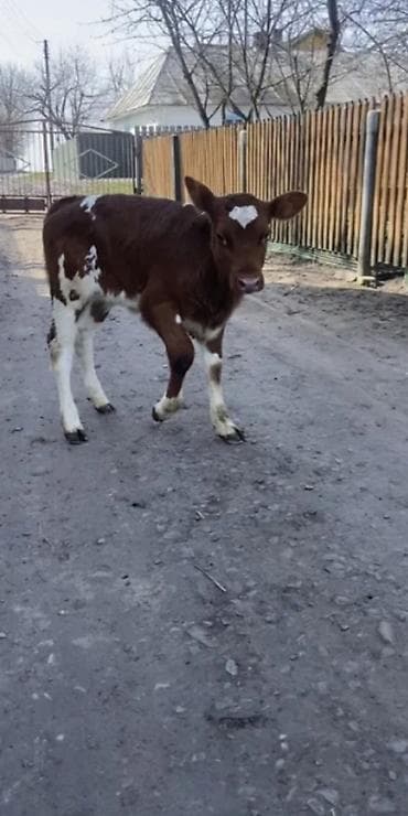 heyvan yemləri: Dana, buzov, Dişi, Simental, ay: 2 — 1