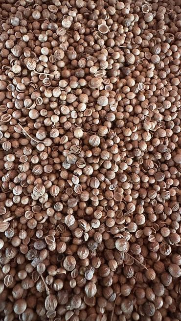 zire bitkisi: ✨ 4 Mövsüm ✨ 🌱 Artıq evinizdə və bağçanızda təbii, dərmansız və — 3