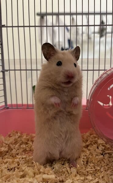 Hamster Məhsul təsviri: - Növ: Hamster (kiçik ev heyvanı) - Rəng