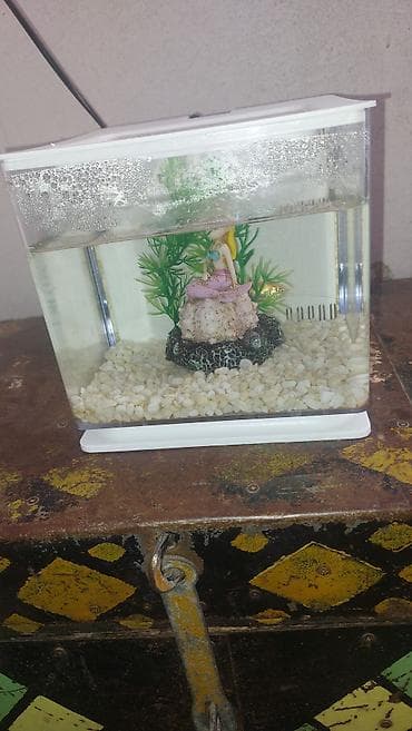 ağ siçan: Kompakt akvarium seti – dekorativ miniatür balıq evi - Rəng: ağ — 1