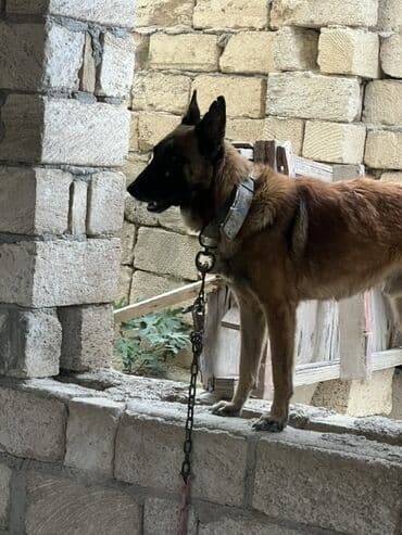 купить собаку малинуа: Belçika çoban iti, 2 il, Erkek, Peyvəndli — 18
