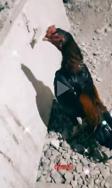 kend toyuqu: Xorxdu bece deyil bir gözu kordu isdel döluy sagla isder elesdir — 4