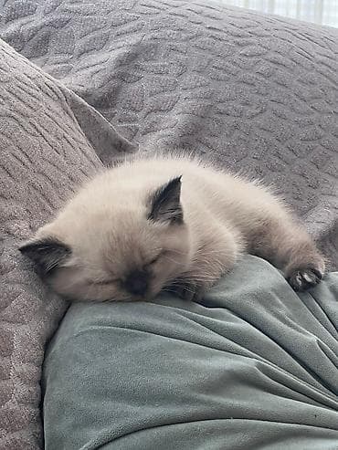 heyvan sahiblendirme: Şokolad rəng keçidlərinə və parlaq mavi gözlərinə malik, qısa tüklü — 3