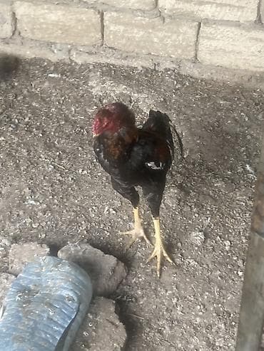 heratı xoruz: Xoruz, Heyratı, il: 1, Ünvandan götürmə — 4