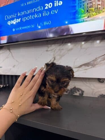 itler bala: Yorkşir teryer, 1 ay, Erkek, Sənədli, Pulsuz çatdırılma — 4