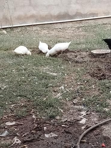 Pekin ordenləri satilir Xüsusiyyətlər: - Ağ rəngli, ətli-tip ördəklər