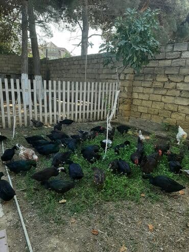 pinqvin ördək: Kayuqa ördəkləri, orjinal sort.Barter də olar. Saxlamaq üçün hazır — 5