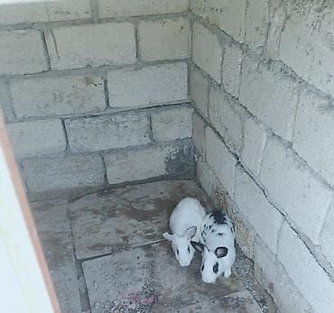 Məhsul: Dovşanlar (2 ədəd) Təsvir:2 dovşan satılır - Rənglər: biri