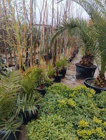 Gübrələr: Arka satlr 300 — 5