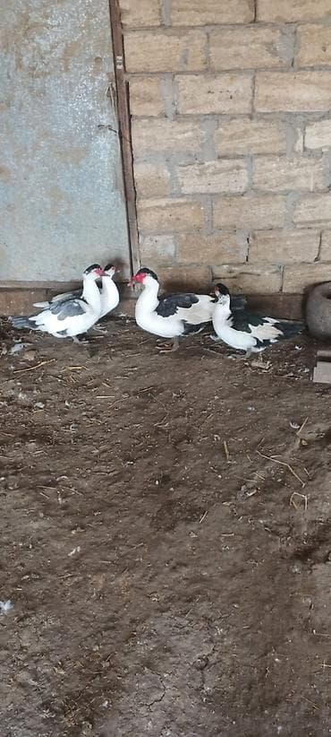 mandarinka ordek: SATILIR QİYMƏT KOMA AYİDİR BLƏÇKHƏAT ÇATDIRILMADA VAR BAKI VƏ BƏZİ — 2