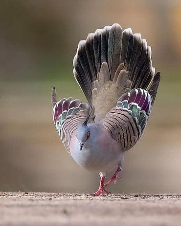 papuqay type 1: Satılır: kekili Avustralya göyərçin (qumrusu) crested pigeon — 10