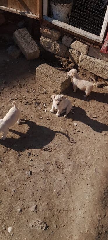 Gəmiricilər: Ağ rəngli balaca it balaları - Təxminən eyni yaşda, xırda ölçülü — 2
