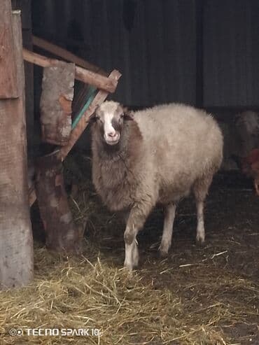 ev quslari haqqinda melumat: Əsil Novqorod qoçdu diri çəki 70 7,50 550.Az — 2