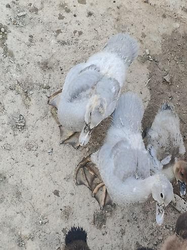 krasnadar ordek: Temiz qan Lavanda 10 edetdi qiymet birine aitdir — 5