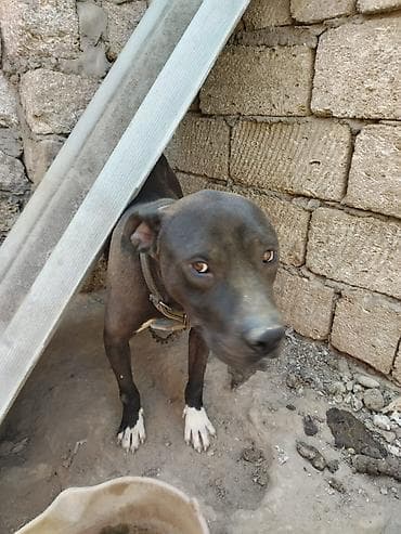 it xaski: Pitbul, 2 il, Erkek, Ünvandan götürmə — 6