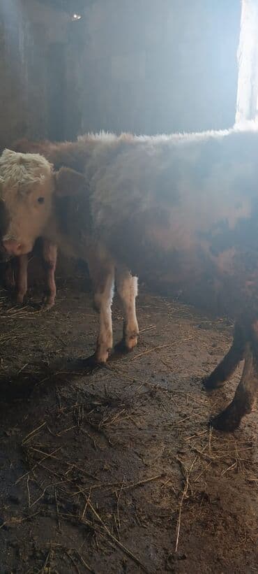 Dana, buzov: Salam super erkək danalar satilır 1 qarısiqdi Real alıcılar zəng etsin — 1
