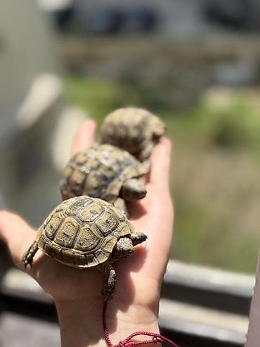 tısbağa balası: Quru tısbağa balaları – evdə saxlanmağa uyğun — 6
