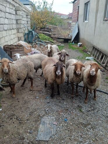 inek sekli: Qoyun sürüsü – ətlik və damazlıq üçün - Növ: yerli qaragül/qarabaş — 5
