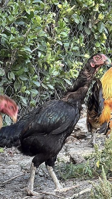 heyvan satisi tap az: Toyuq, Damazlıq, Ödənişli çatdırılma, Rayonlara çatdırılma — 1