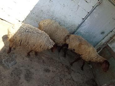 Qoyunlar satılır 3 dənəsi 1.100 manata real alıcıya endirim olacaq — 8