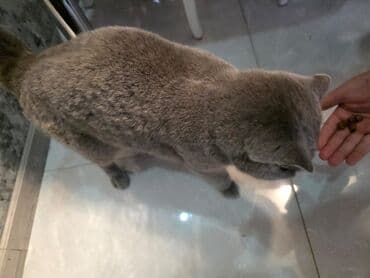 Volkswagen: Şotland, Dişi, Yaxşı əllərə — 2