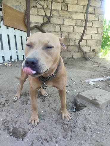 Pitbul lalafo.az -da Pitbul