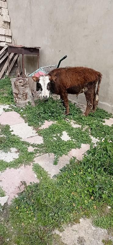 buzov satışı: Satılır: balaca dana - Cins: qarışıq (qəhvəyi bədən, ağ-al rəngli — 5