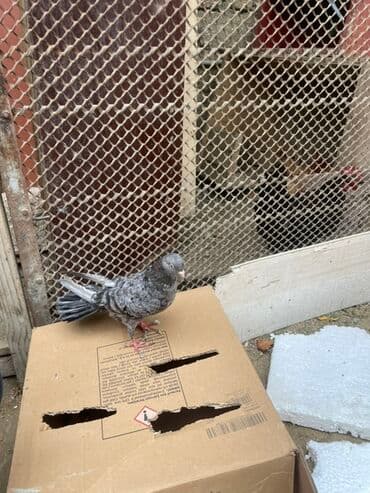 arpa bugda: Boz-mərməri naxışlı ev göyərçini - Rəng: qarışıq boz/mərməri ləkəli — 2