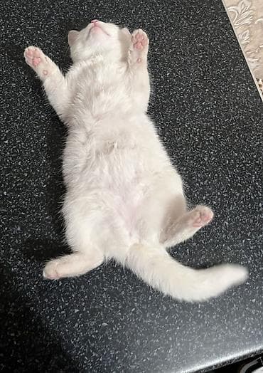 pişik geyimleri: Mançkin — 2