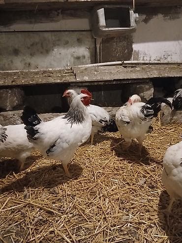 toyuq cinsleri: Salam Serebrist beçələr satılır Ünvan Kürdəxanı 2 kilo çəkiləri var 6 — 3