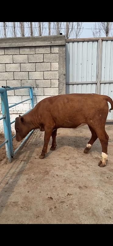 ordək balası və cucə: Oz təsərrüfatmdan satiram 6 ayliq temiz simental duge disi — 10