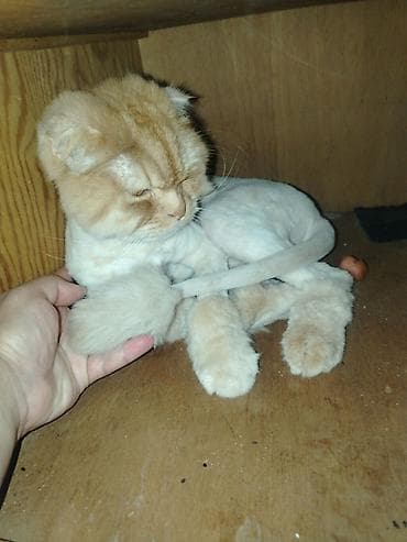 şotlan pişik: Şotland, Erkək, Yaxşı əllərə, Ünvandan götürmə — 3