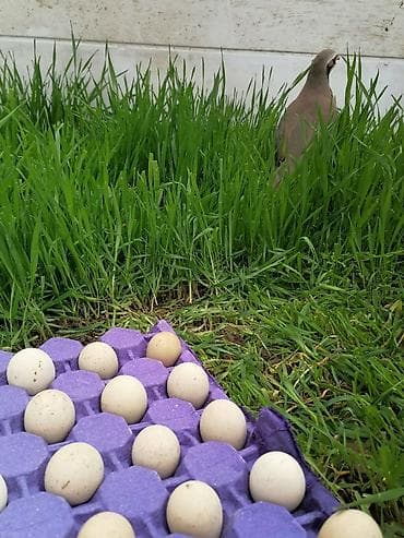 süt: Kəklik yumurtası mayalı. Təzə gündəlik olur — 1