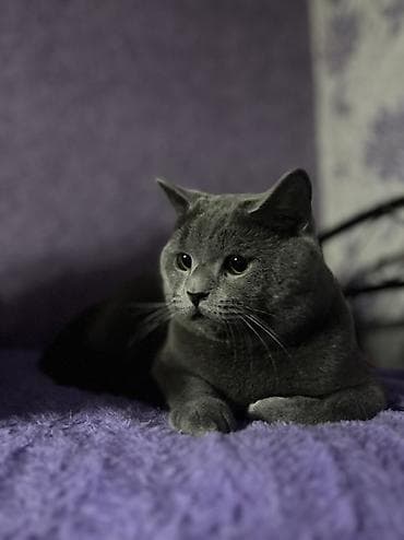 Digər heyvanlar: Britan — 1