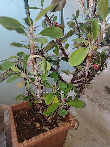 bitki: Qədim Tikanlı Çiçək (Euphorbia milii – “Tikanlı tac”) – saksıda - — 2